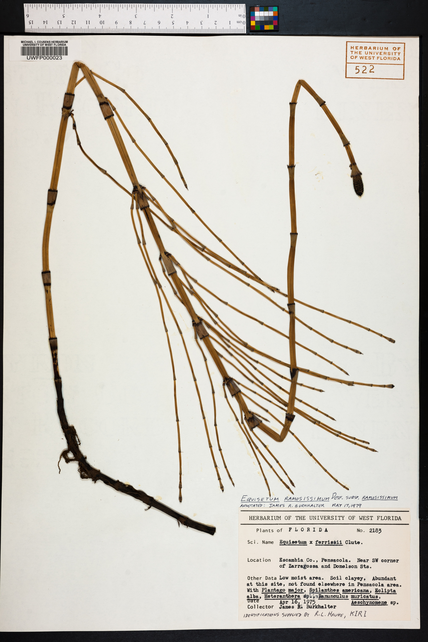 Equisetum ramosissimum subsp. ramosissimum image