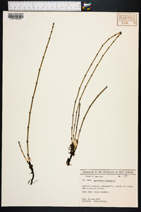 Equisetum variegatum image