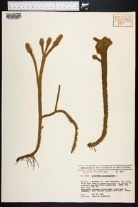 Lycopodiella alopecuroides image