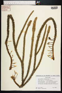 Lycopodiella alopecuroides image