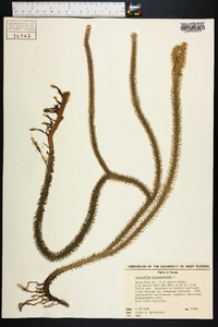 Lycopodiella alopecuroides image