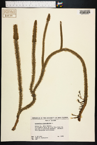 Lycopodiella alopecuroides image