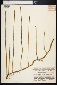 Lycopodium appressum image