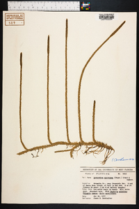 Lycopodium appressum image