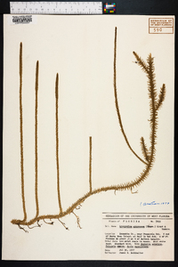 Lycopodium appressum image