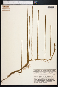 Lycopodium appressum image