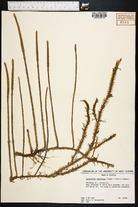 Lycopodium appressum image