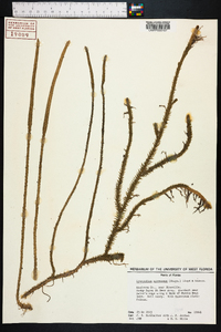 Lycopodium appressum image