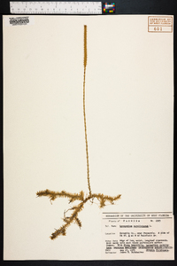 Lycopodiella caroliniana image