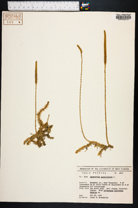 Lycopodiella caroliniana image