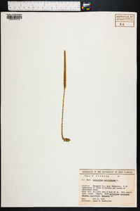 Lycopodiella caroliniana image