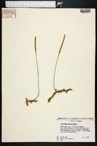 Lycopodiella caroliniana image