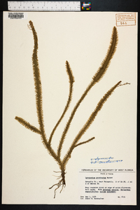 Lycopodiella prostrata image