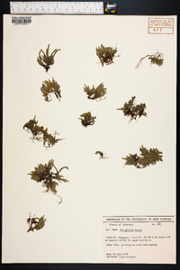 Selaginella densa image