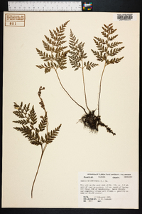 Anemia adiantifolia image