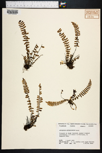 Asplenium heterochroum image