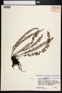 Asplenium heterochroum image