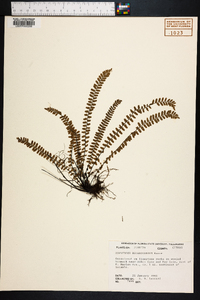 Asplenium heterochroum image