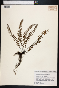 Asplenium heterochroum image