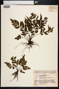 Asplenium abscissum image