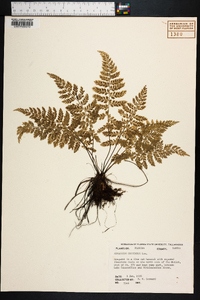 Asplenium cristatum image