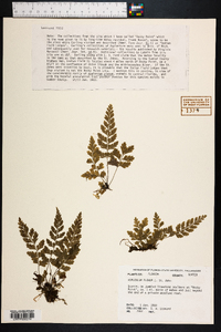 Asplenium plenum image