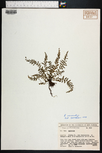 Asplenium verecundum image