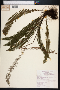 Blechnum spicant image