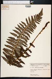 Polystichum andersonii image