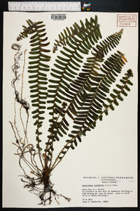 Nephrolepis cordifolia image