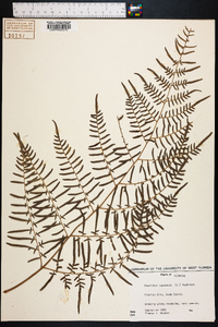 Pteridium caudatum image