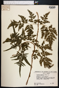 Lygodium japonicum image