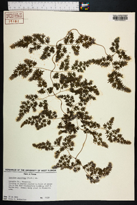 Lygodium japonicum image