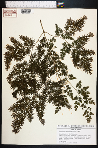 Lygodium japonicum image