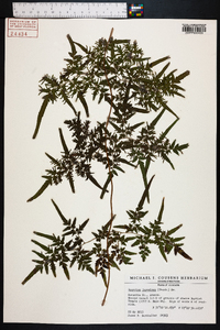 Lygodium japonicum image