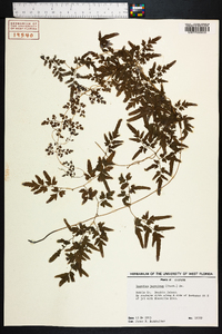 Lygodium japonicum image