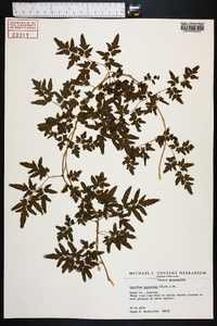 Lygodium japonicum image