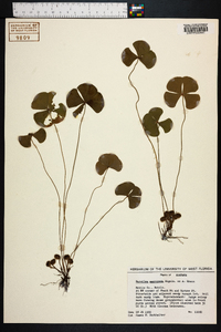 Marsilea macropoda image