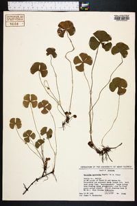 Marsilea macropoda image