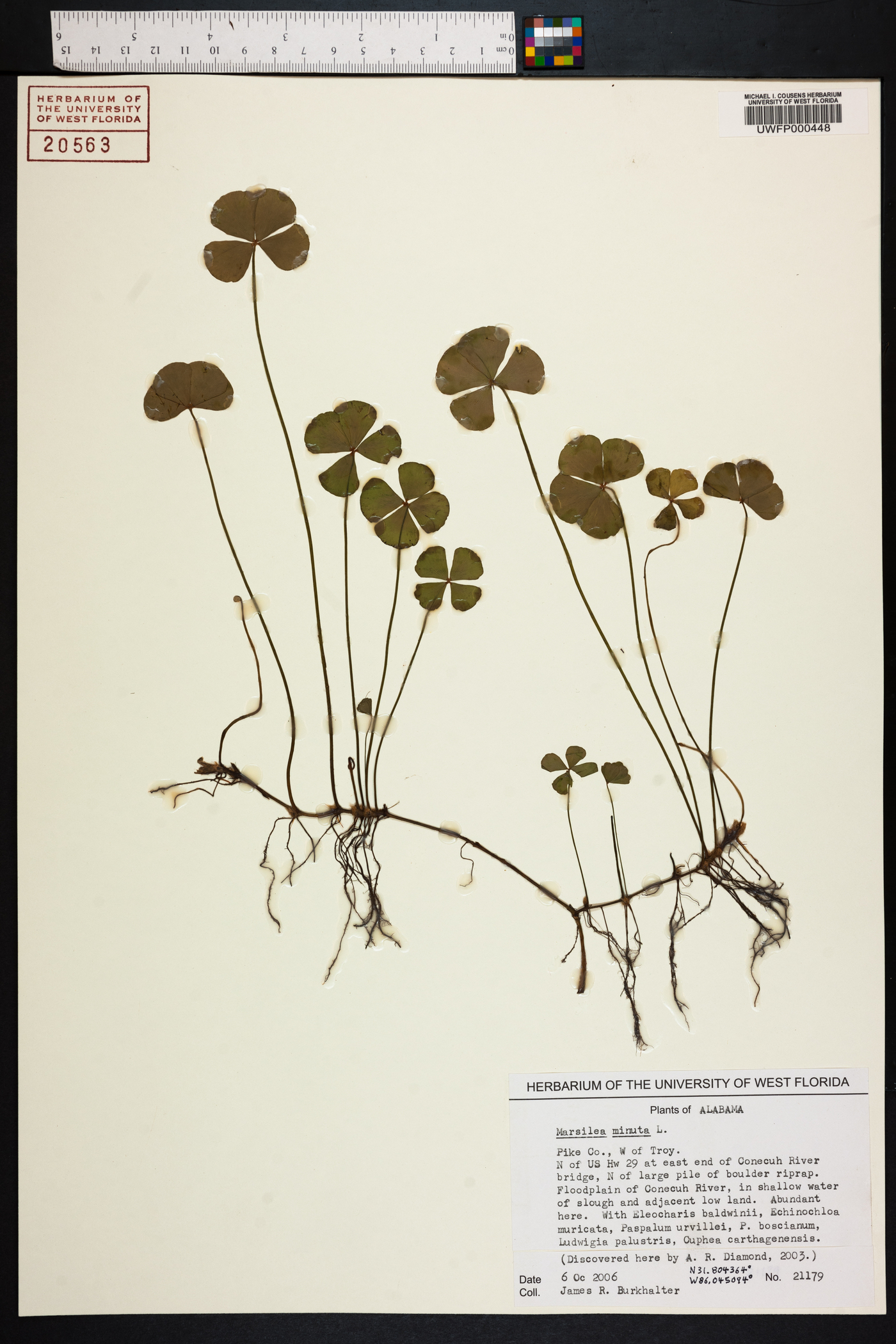 Marsilea vestita subsp. vestita image