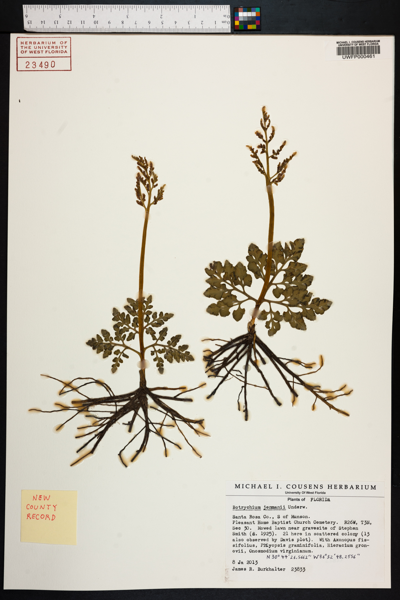 Sceptridium jenmanii image