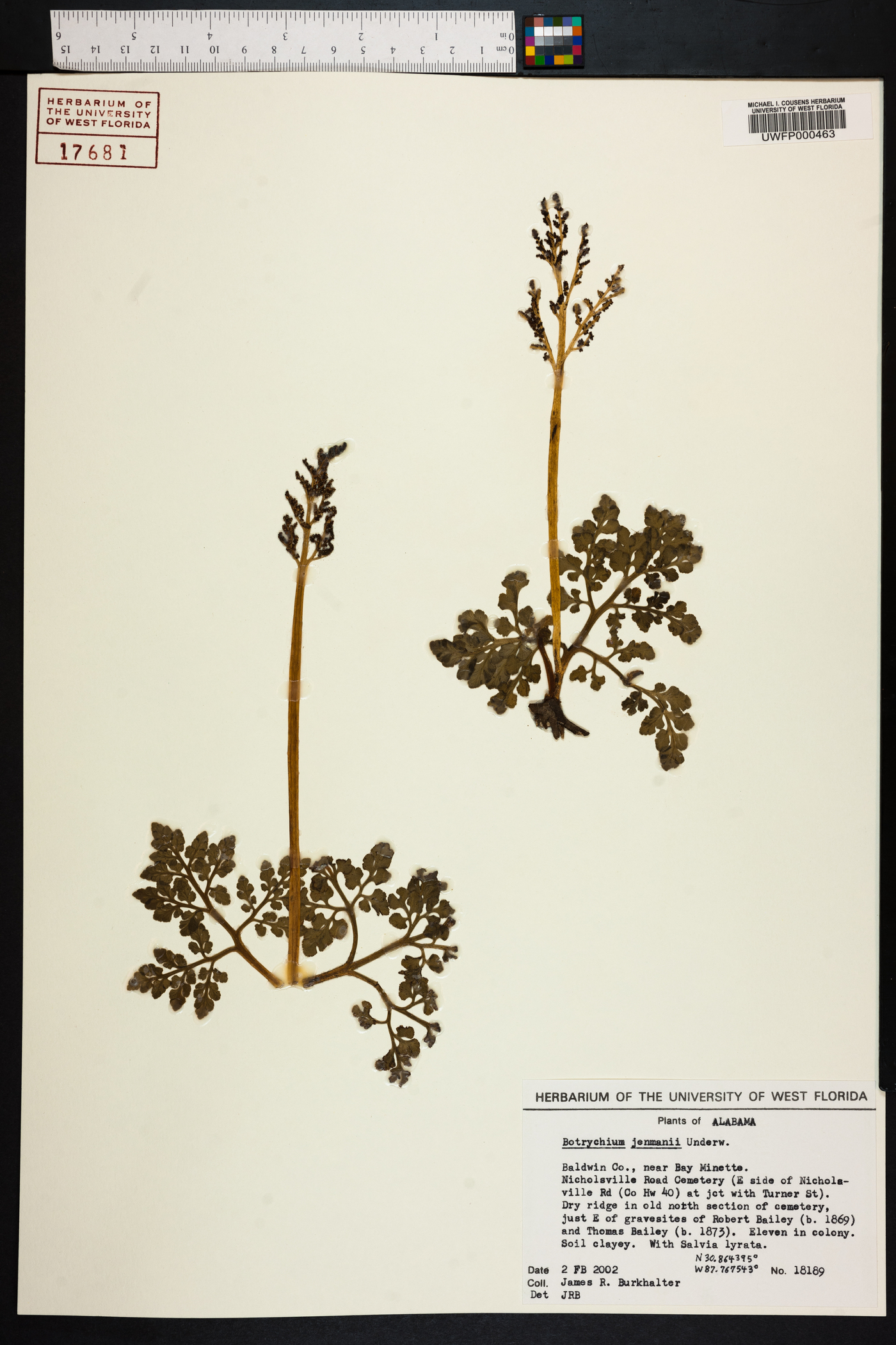 Sceptridium jenmanii image
