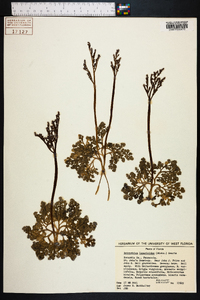 Botrychium lunarioides image