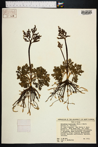 Botrychium lunarioides image