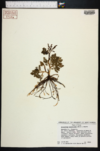 Botrychium lunarioides image