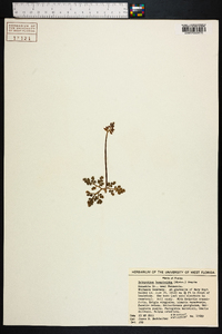 Botrychium lunarioides image