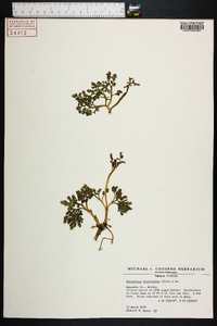 Botrychium lunarioides image