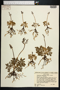 Botrychium lunarioides image