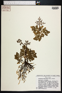 Botrychium lunarioides image