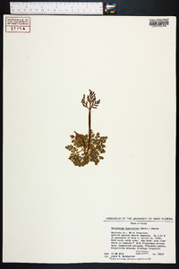 Botrychium lunarioides image